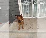 Small #1 Australian Kelpie Mix