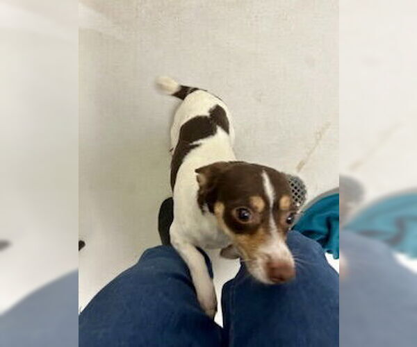 Medium Photo #2 Jack Russell Terrier Puppy For Sale in Pampa, TX, USA