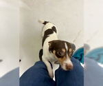 Small #1 Jack Russell Terrier