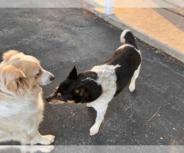 Medium Photo #1 Australian Cattle Dog-English Shepherd Mix Puppy For Sale in RANDOLPH, WI, USA