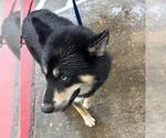 Small Siberian Husky Mix
