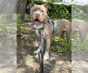American Pit Bull Terrier Dogs for adoption in Alexandria, VA, USA