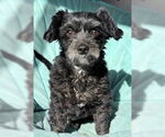 Small #4 Shih Tzu Mix