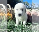 AKC Ready to Go - Male Golden Retriever Puppy for Sale - Photo #2