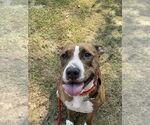 Small #19 American Pit Bull Terrier Mix