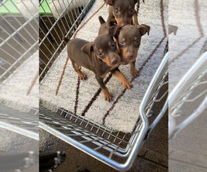 Miniature Pinscher Puppy for sale in WAIPAHU, HI, USA