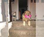 Small Photo #7 Spangold Retriever Puppy For Sale in OLALLA, WA, USA