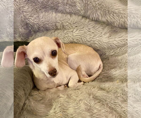 Medium Photo #3 Chihuahua Puppy For Sale in Holly Springs, NC, USA