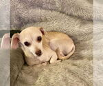 Small #2 Chihuahua