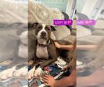 Small #3 American Pit Bull Terrier