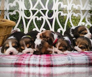 Beagle Puppy for sale in COLVILLE, WA, USA