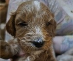 Puppy Zoe Doodle-Goldendoodle Mix