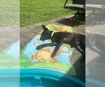 Small #1 Labrador Retriever Mix