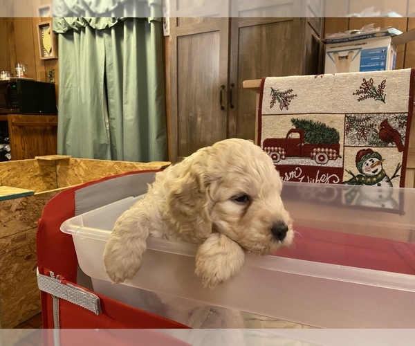 Medium Photo #1 Goldendoodle Puppy For Sale in ROSCOMMON, MI, USA
