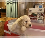 Small Photo #1 Goldendoodle Puppy For Sale in ROSCOMMON, MI, USA