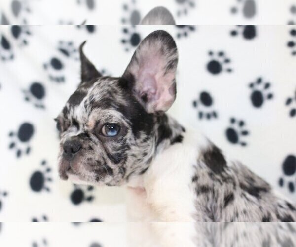 Medium Photo #3 French Bulldog Puppy For Sale in PRINCETON, CA, USA