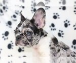 Small Photo #3 French Bulldog Puppy For Sale in PRINCETON, CA, USA