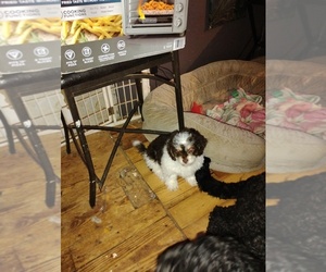 Medium Cavapoo