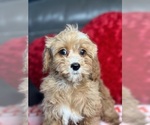 Small Photo #6 Cavapoo Puppy For Sale in ELMHURST, IL, USA