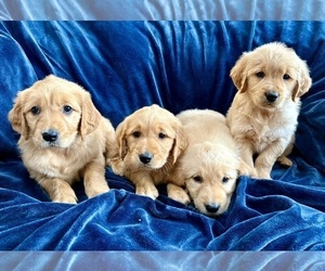 Golden Retriever Puppy for Sale in FAIR HAVEN, Michigan USA