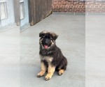 Puppy Bear German Shepherd Dog