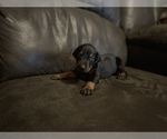 Small Photo #6 Doberman Pinscher Puppy For Sale in OQUAWKA, IL, USA
