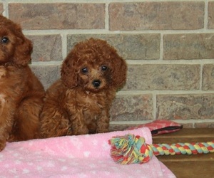 Cavapoo Puppy for sale in CLARKRANGE, TN, USA