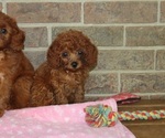 Small Cavapoo