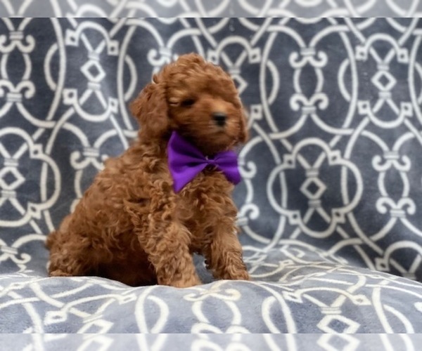 Medium Photo #11 Poodle (Toy) Puppy For Sale in LAKELAND, FL, USA