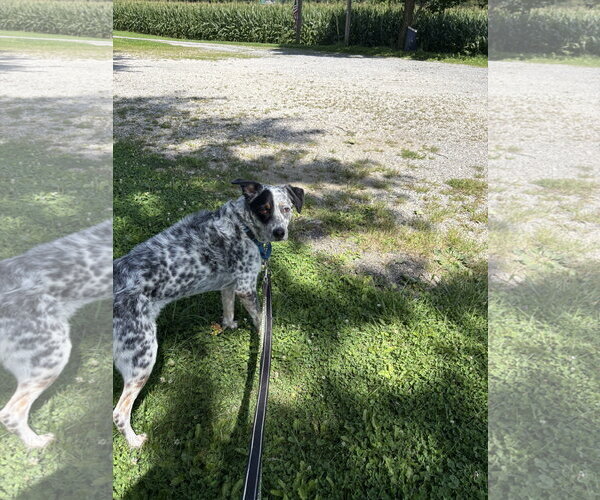 Medium Photo #1 Mutt Puppy For Sale in Garden City, NY, USA