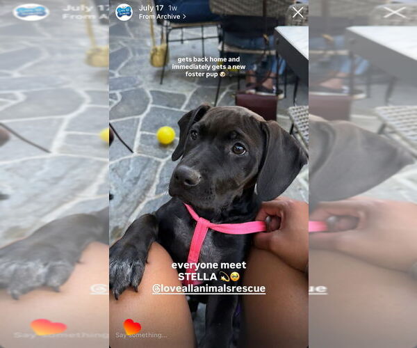 Medium Photo #4 Pointer-Unknown Mix Puppy For Sale in Dana Point, CA, USA