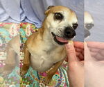Small #5 Chihuahua