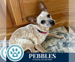 Small #1 Chihuahua Mix