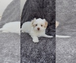 Small #1 Maltese
