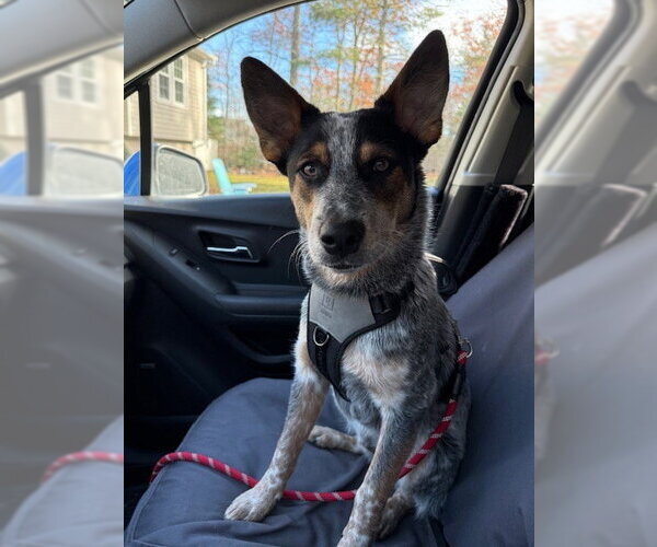 Medium Photo #6 Mutt Puppy For Sale in Garden City, NY, USA