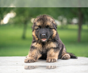 German Shepherd Dog Puppy for Sale in NICHOLASVILLE, Kentucky USA