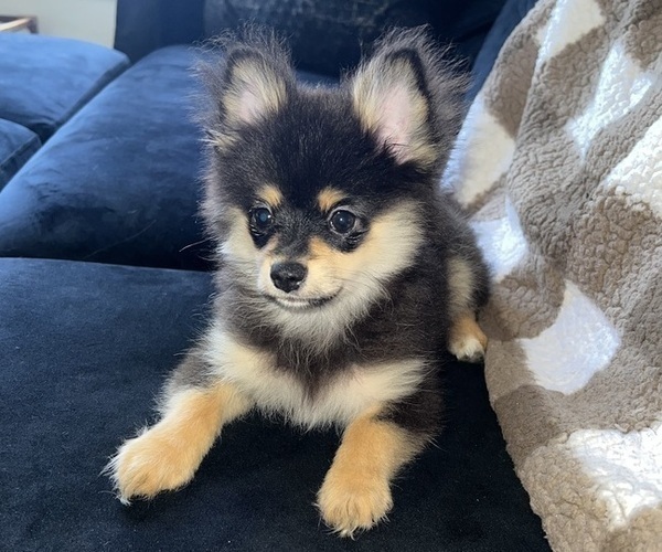 Medium Photo #13 Pomeranian Puppy For Sale in LAUREL, MD, USA