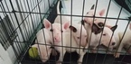 Small #54 Bull Terrier