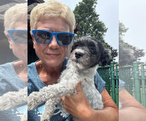 Medium Photo #6 Havanese Puppy For Sale in Columbus, IN, USA
