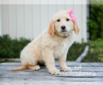 Small #4 Golden Retriever