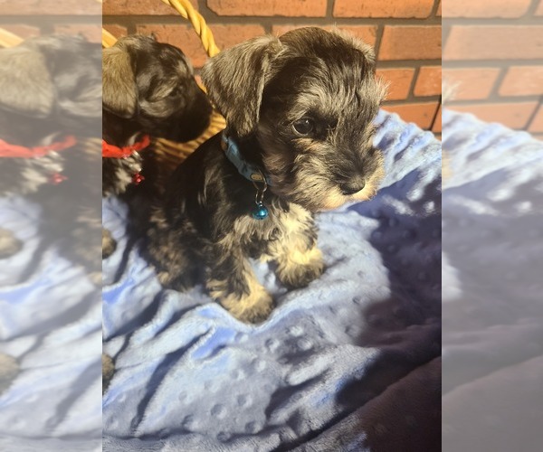 Medium Photo #7 Schnauzer (Miniature) Puppy For Sale in HUMESTON, IA, USA