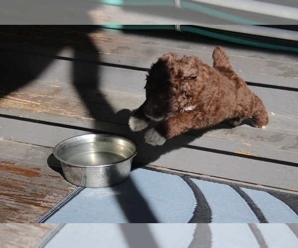 Medium Photo #11 Bordoodle Puppy For Sale in JACKSONVILLE, FL, USA