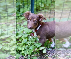 Australian Shepherd-Chihuahua Mix Dogs for adoption in Wakefield, RI, USA