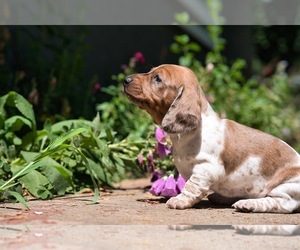 Dachshund Puppy for Sale in NEVADA CITY, California USA