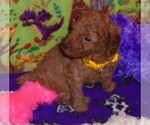 Small Photo #11 Poodle (Standard) Puppy For Sale in CLATSKANIE, OR, USA