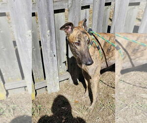 Greyhound Dogs for adoption in Cherry Hill, NJ, USA