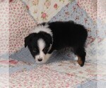 Small Photo #38 Miniature Australian Shepherd Puppy For Sale in HARRISON, OH, USA