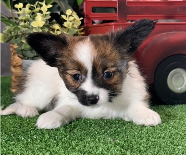 Medium Photo #1 Papillon Puppy For Sale in CANOGA, NY, USA
