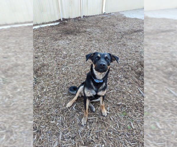 Medium Photo #5 Rottweiler-Unknown Mix Puppy For Sale in Houston, TX, USA
