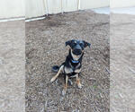 Small #4 Rottweiler Mix